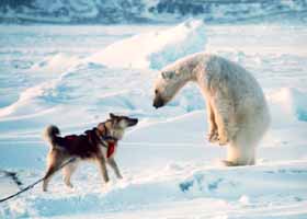 Polar Bear with Mountain Dog