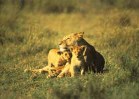 Lioness with her Cubs