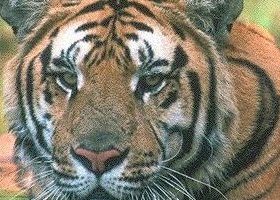Tiger - closeup